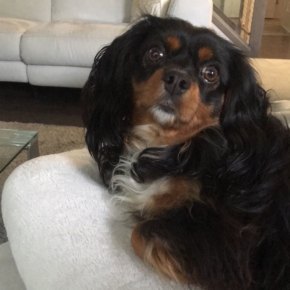 Meet your Pupsher💗🐾 Chloe